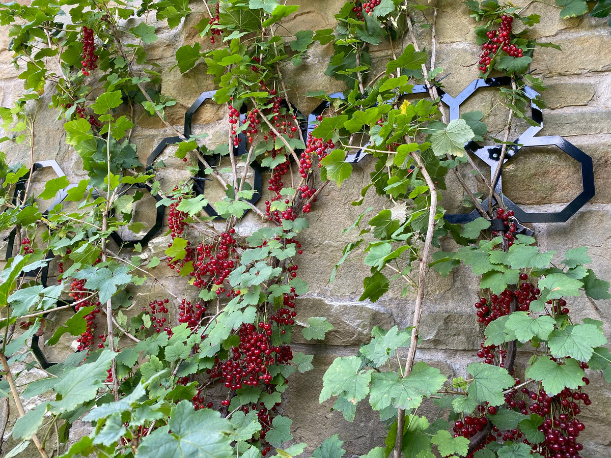 Hexagon metal garden trellis panels fixed to a wall
