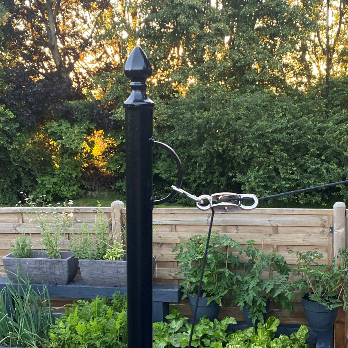 Black loop and cleat washing line pole in a vegetable garden with a line clipped to the loop